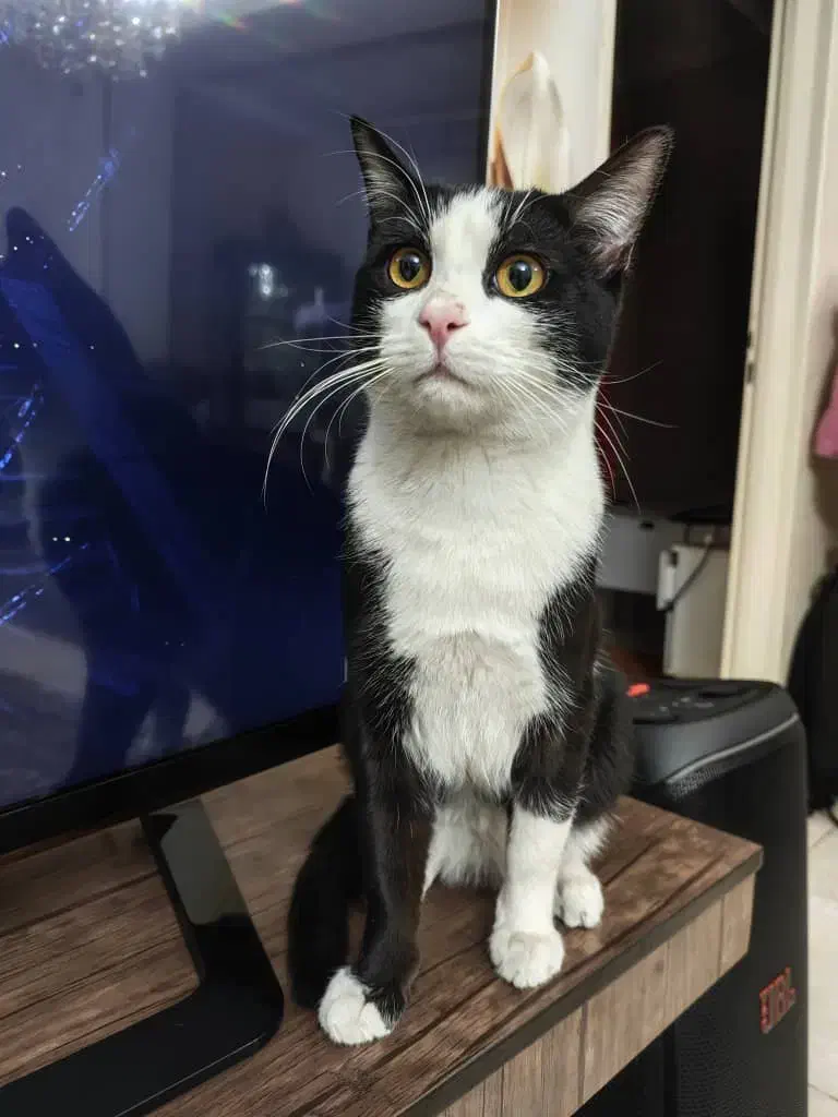 واگذاری گربه نر1ساله|گربه|کرج, کمال‌شهر|دیوار