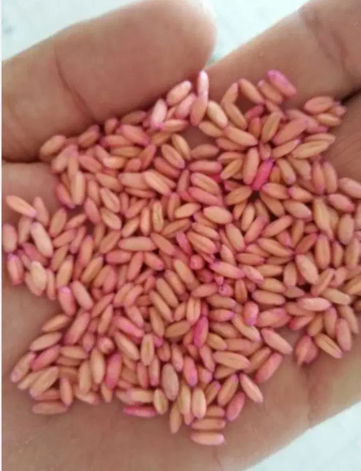 فروش گندم بذر|خدمات باغبانی و درختکاری|گلپایگان, |دیوار