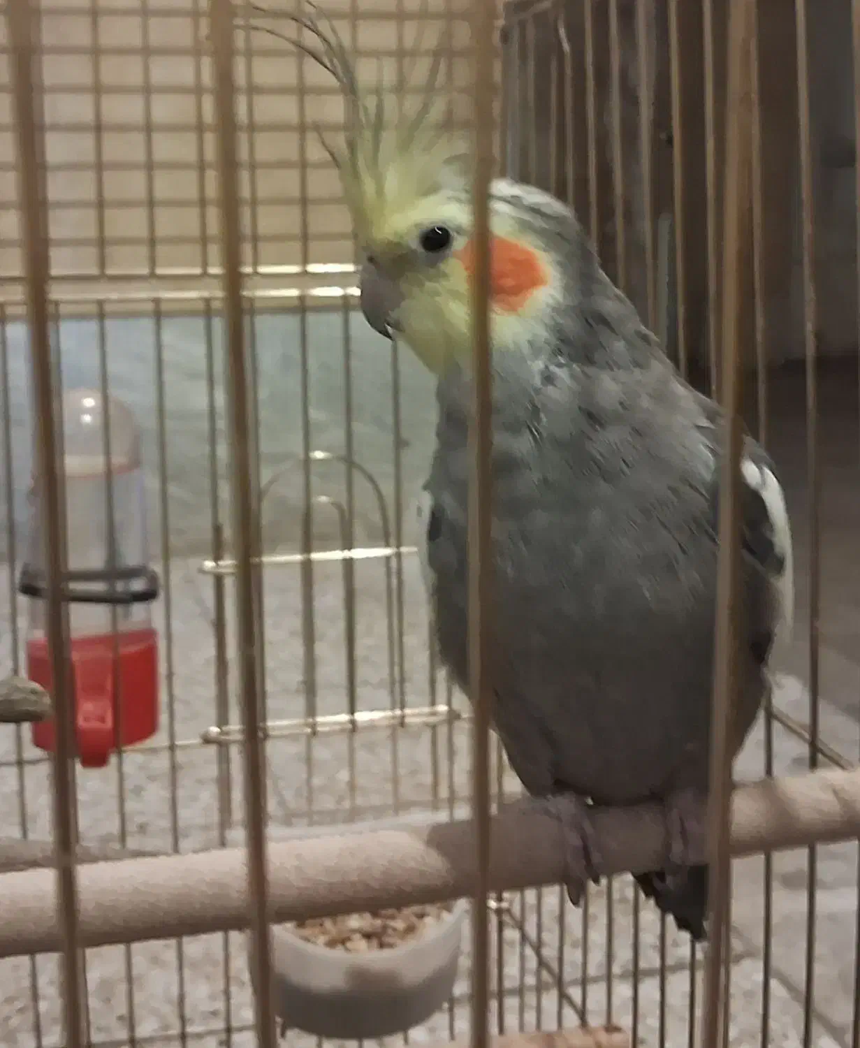 گمشدن دوعددعروس هلندی|حیوانات|شهرکرد, |دیوار