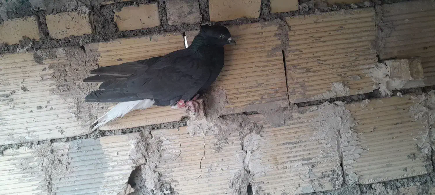 اشعل و...|پرنده|بندر ماهشهر, |دیوار