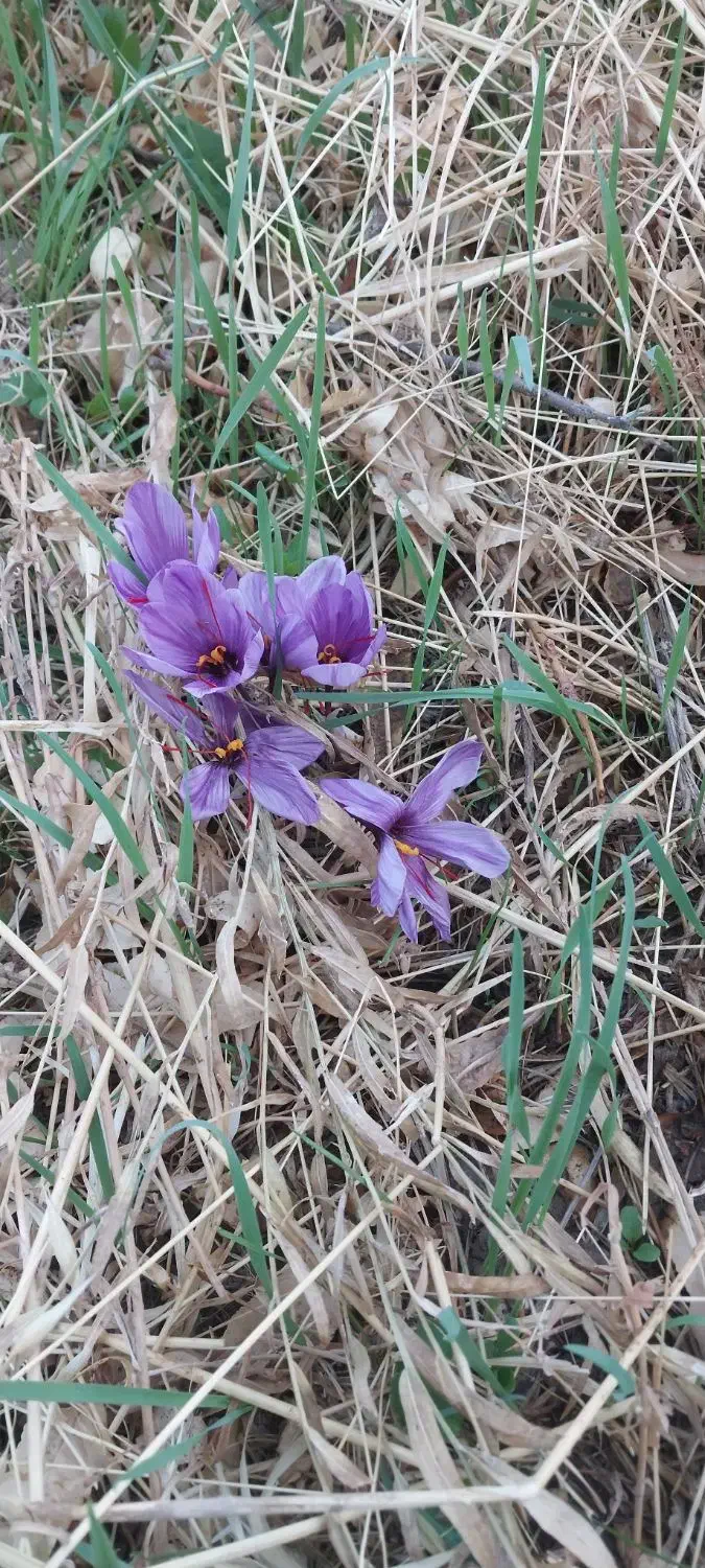 امتیاز رسالت ومهر شهاب کرمان|کارت هدیه و تخفیف|کرمان, |دیوار