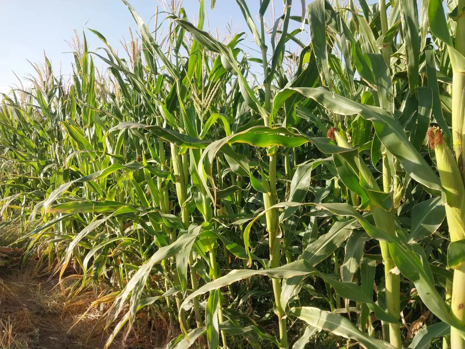 ذرت علوفه ای|عمده‌فروشی|خوی, |دیوار