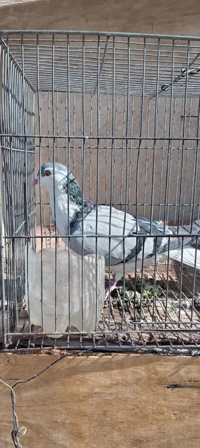 دمگیر نر|پرنده|اصفهان, الهیه|دیوار