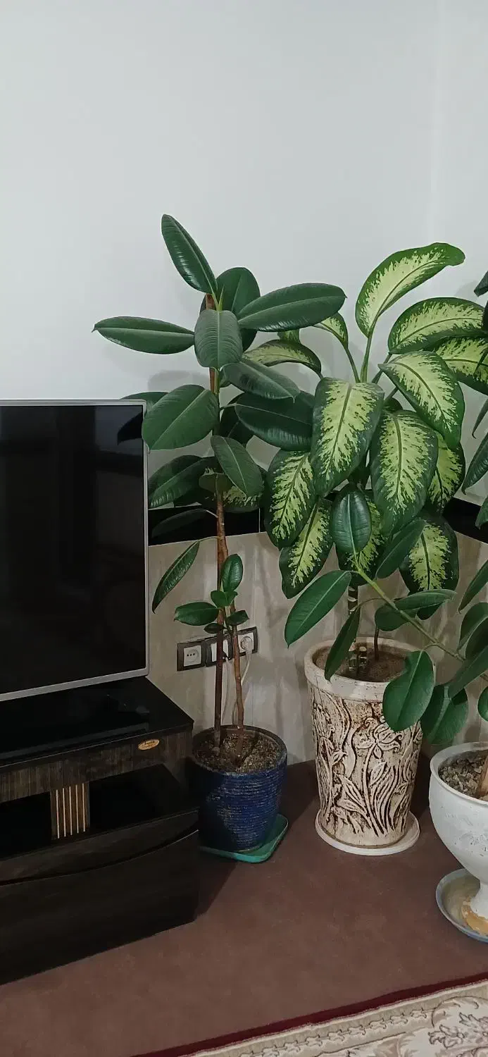 گل فروشی|گل و گیاه طبیعی|بلبان آباد, |دیوار