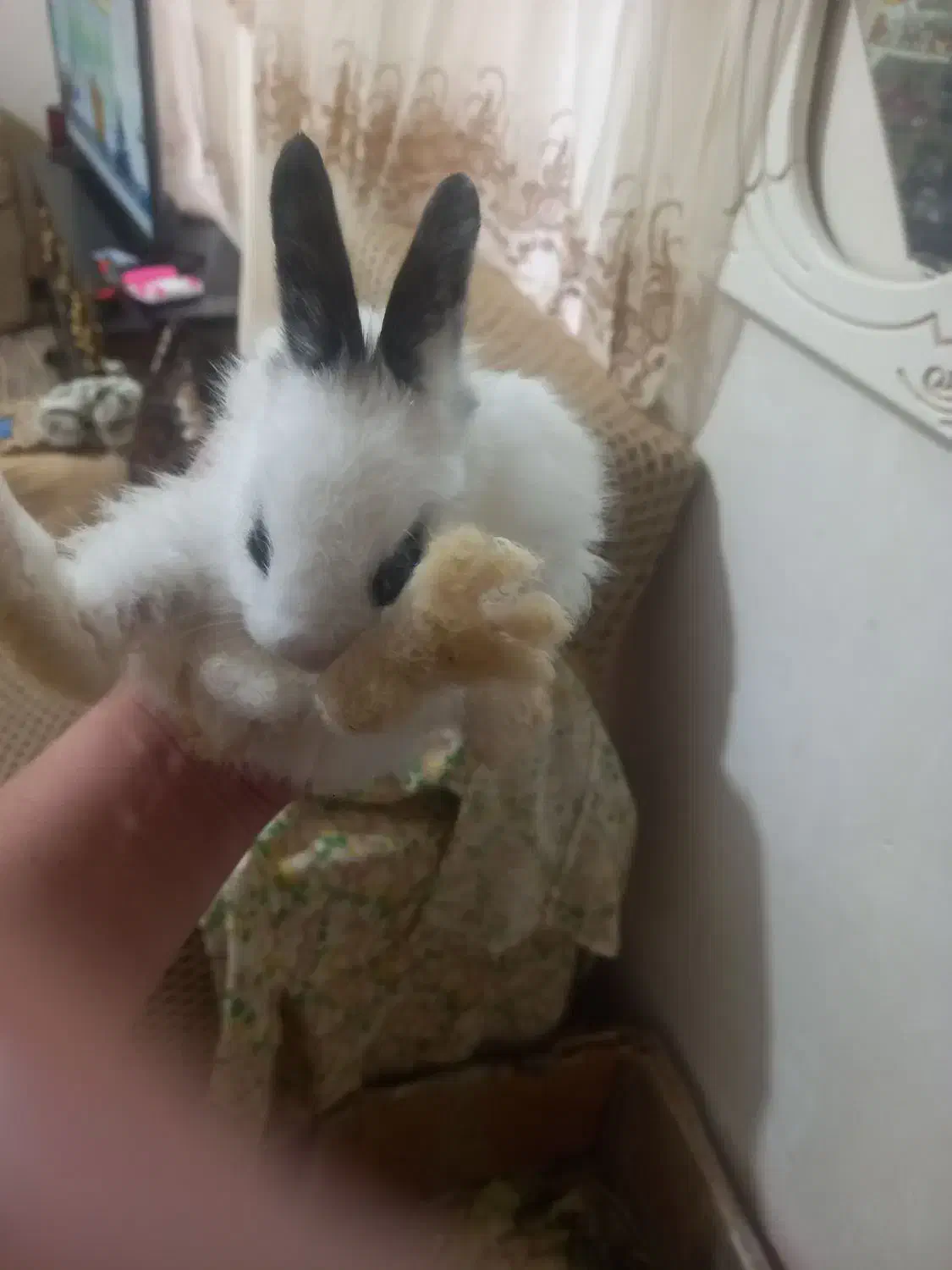 خرگوش کوچک|موش و خرگوش|تبریز, |دیوار