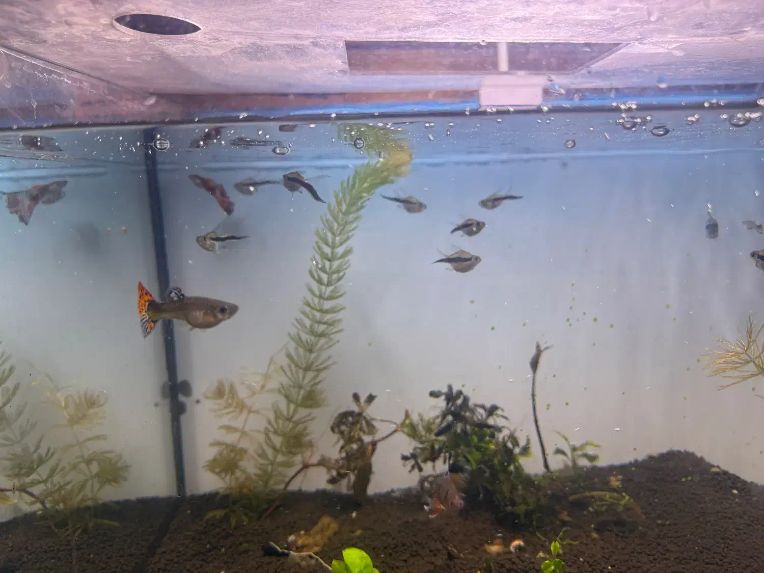 ماهی گیاهخوار|ماهی|تهران, شیوا|دیوار