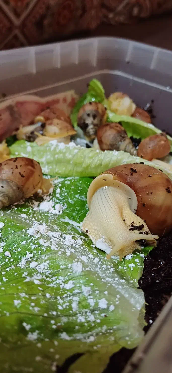 حلزون آچاتینا/حیوان خانگی خاص و بی‌صدا|خزنده|کرمان, |دیوار