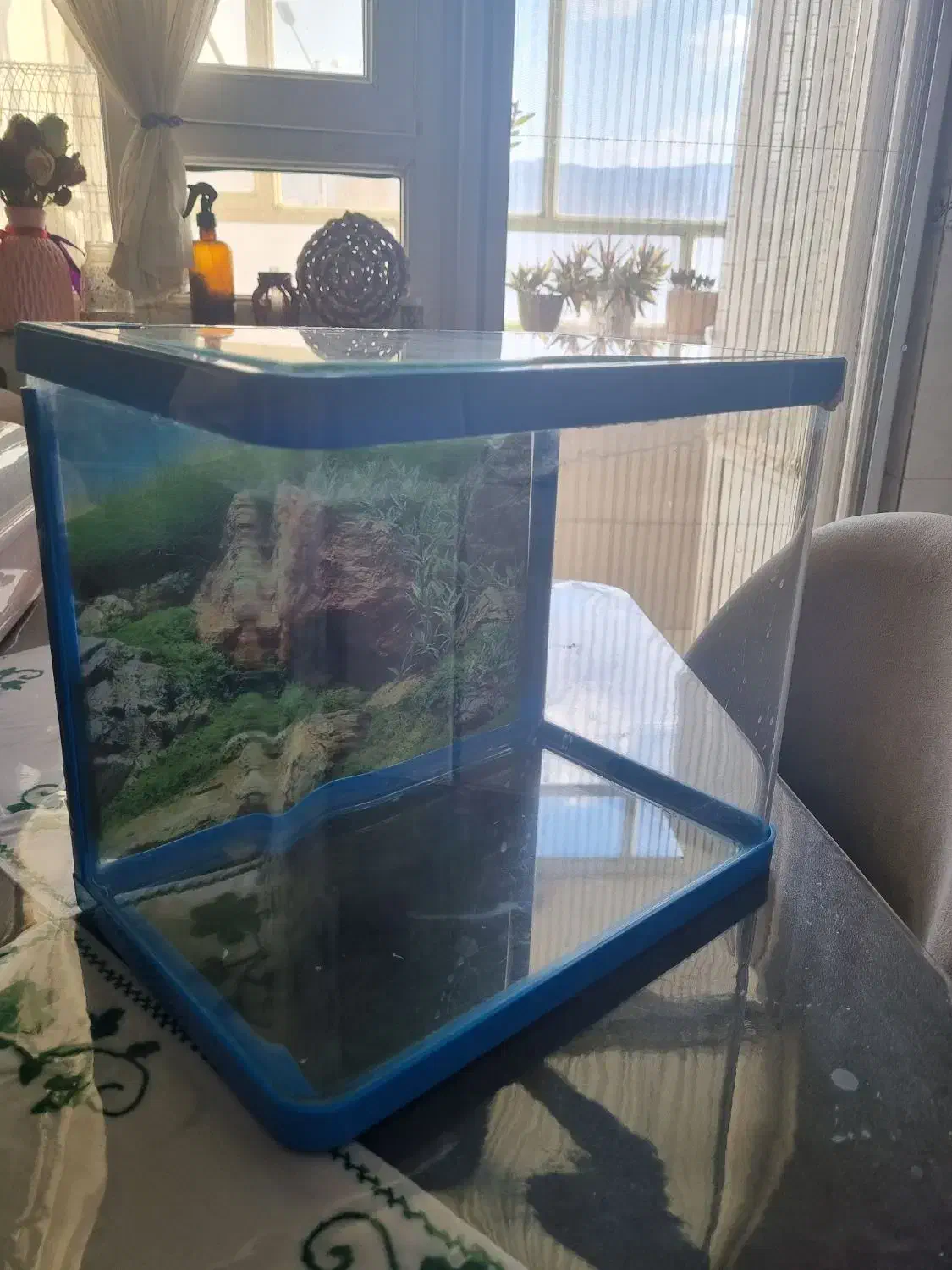 آکواریوم چینی|ماهی|بیرجند, |دیوار