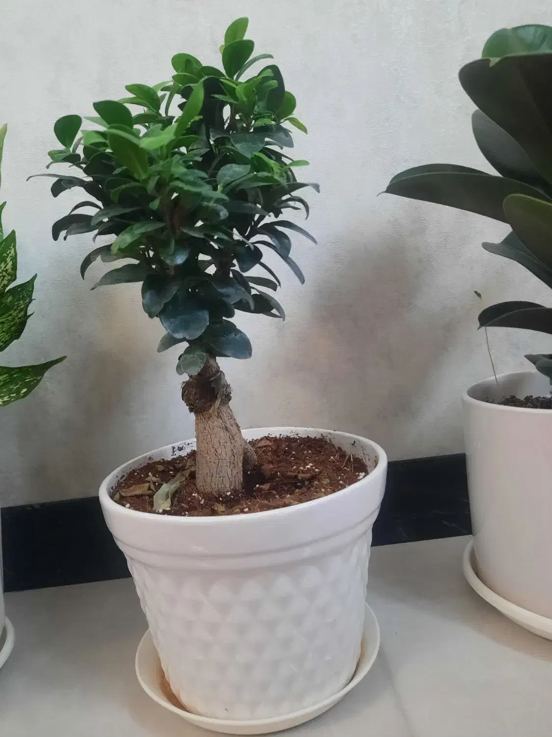 گل بن سای|گل و گیاه طبیعی|شیراز, کوشک میدان|دیوار