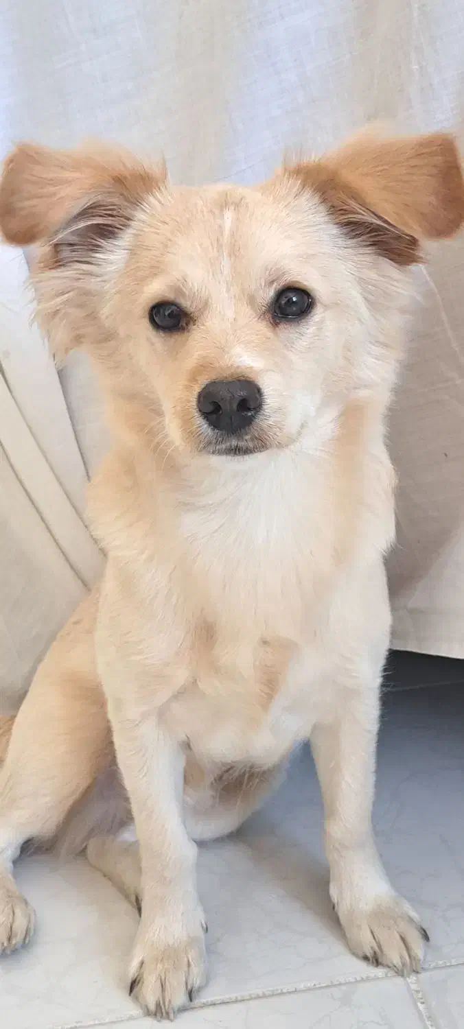 واگذاری سگ اشپیتز|سگ|اصفهان, شفق|دیوار