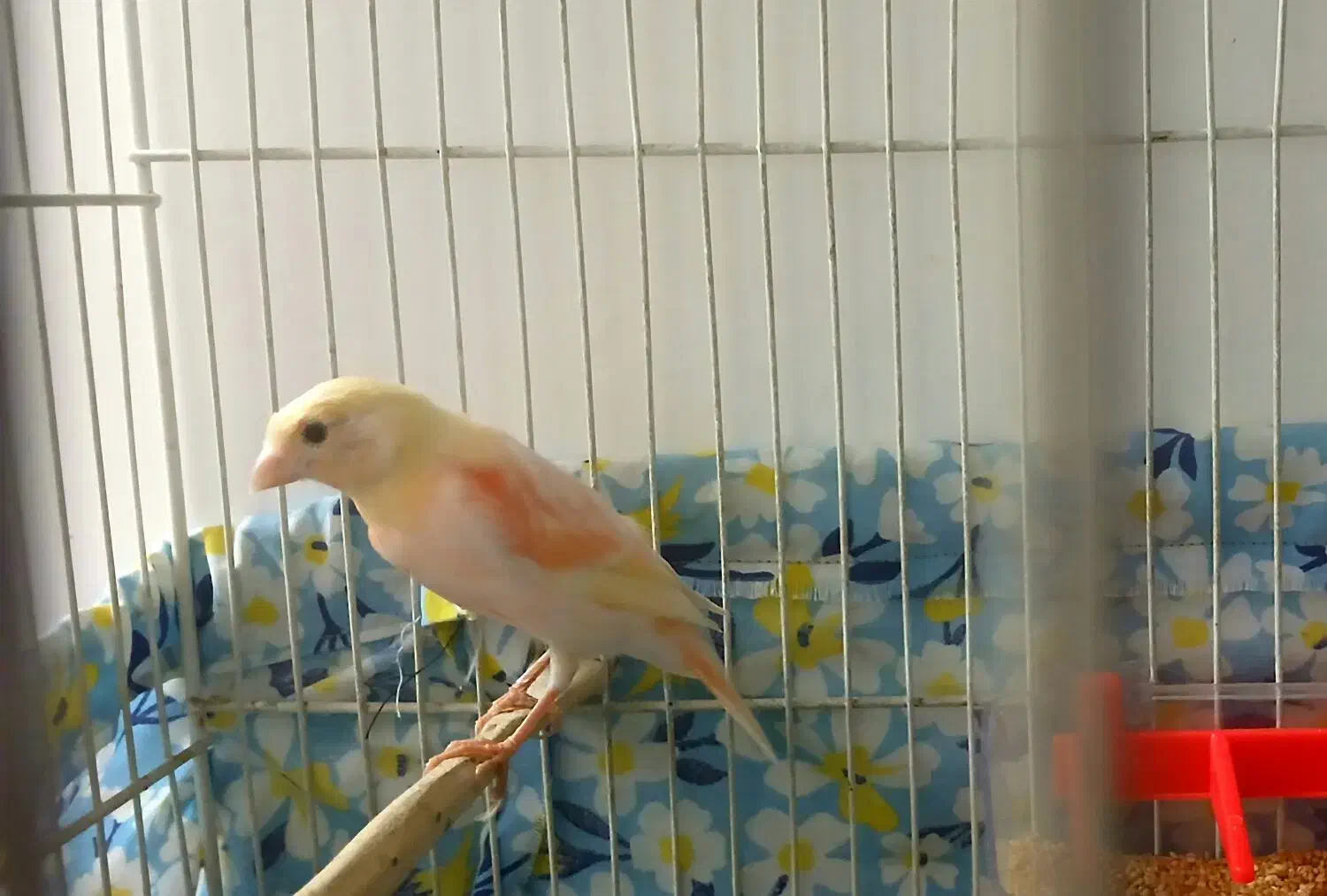 قناری ماده خوشرنگ سرخ زرد دورنگ درشت با قفس|پرنده|شیروان (خراسان), |دیوار