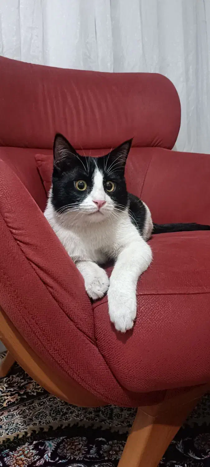 واگذاری گربه|گربه|تهران, شهرک طالقانی|دیوار