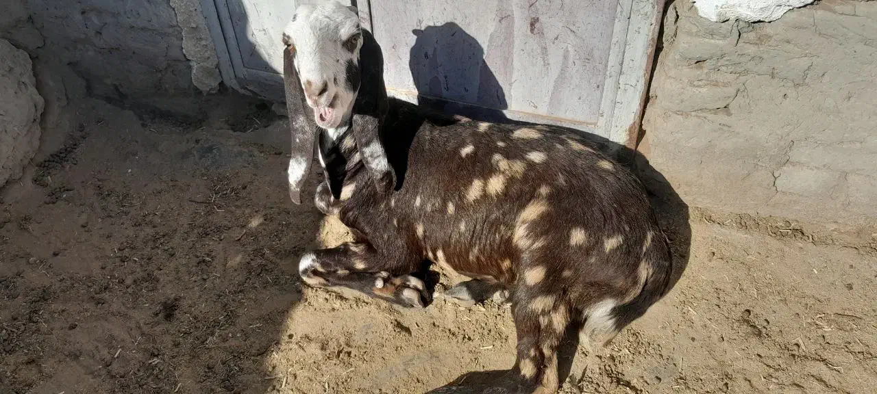 کره بز مری نژاد پنجاب|حیوانات مزرعه|زابل, |دیوار