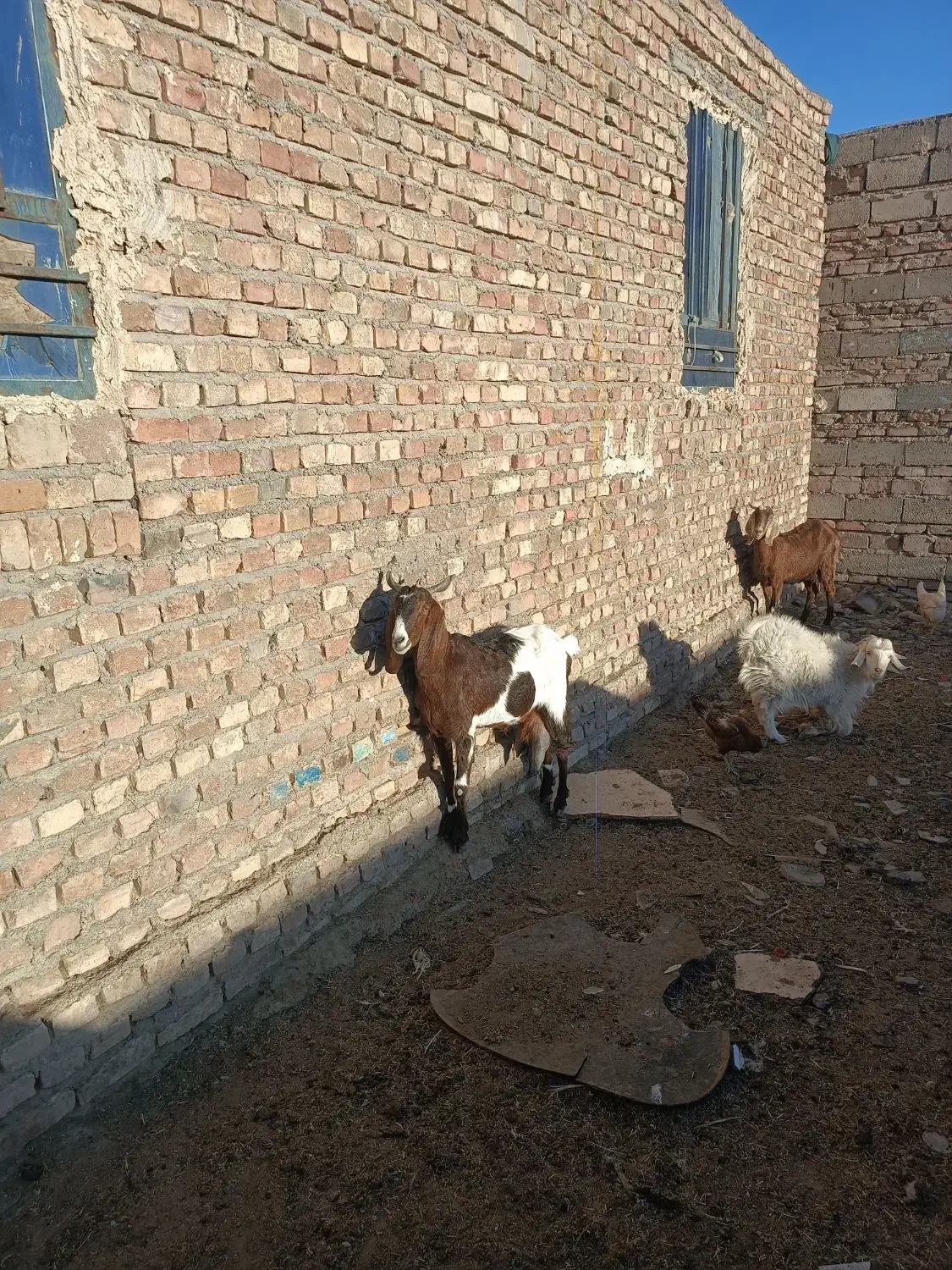 بزمری پرشیر|حیوانات مزرعه|زاهدان, |دیوار