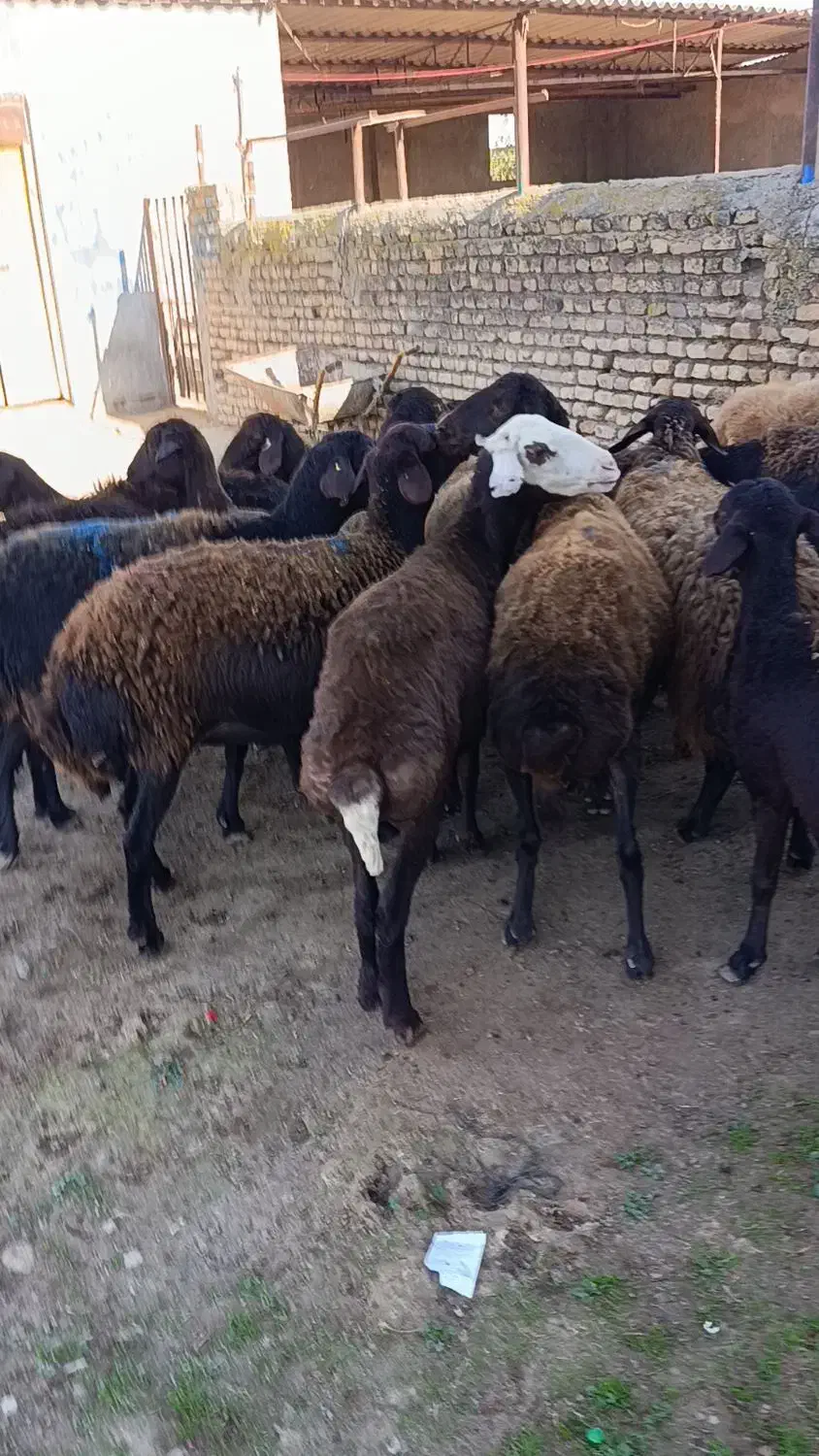 16راس گوسفند سونوگرافی شده ابستن|حیوانات مزرعه|سیمین شهر, |دیوار