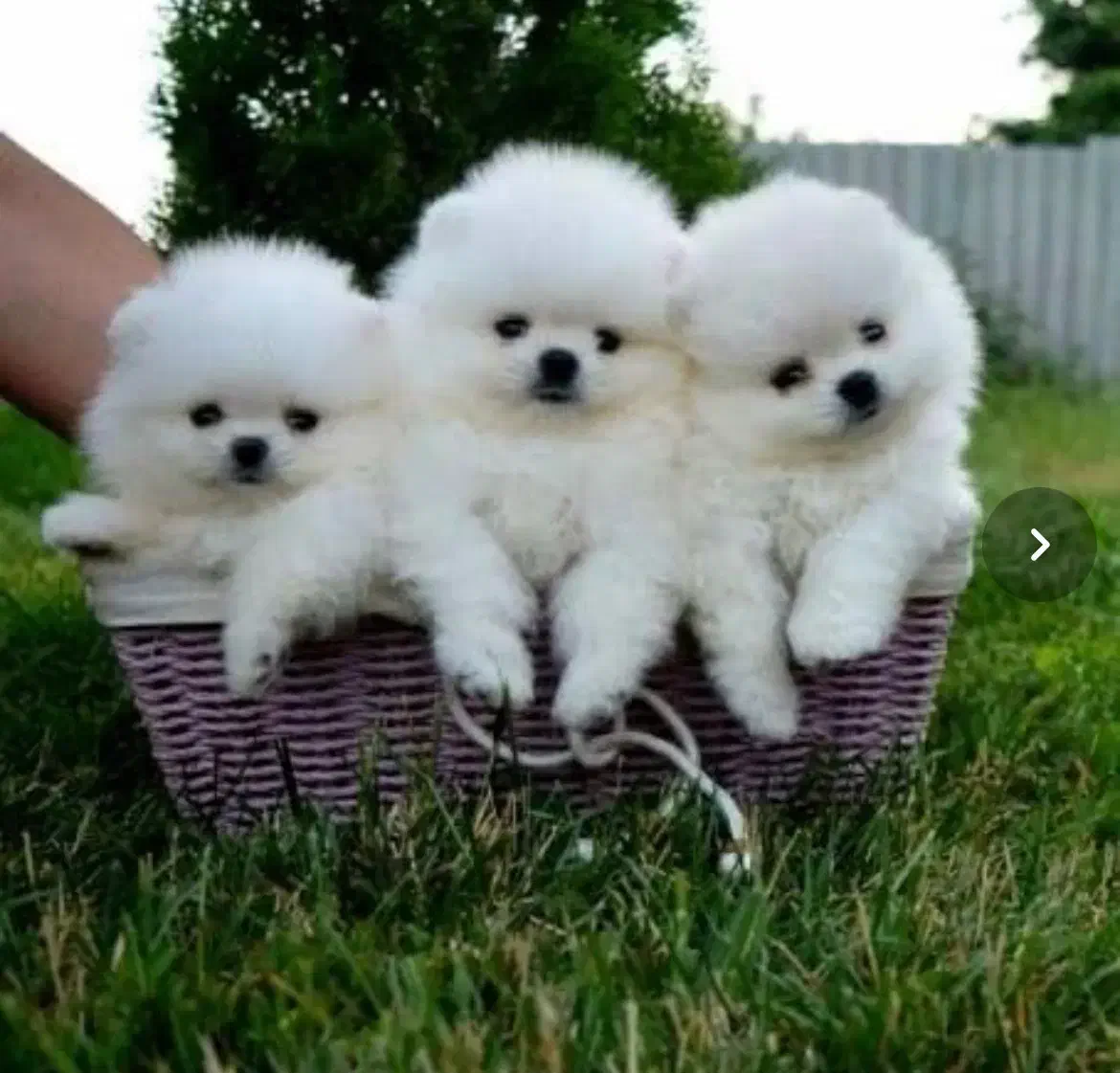 انوا.ع توله سگ های فانتزی|سگ|شیراز, پانصد دستگاه ارتش|دیوار