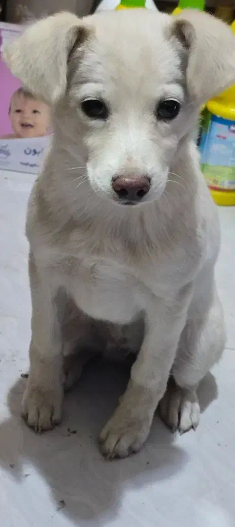 سگ فروشی|سگ|آباده, |دیوار