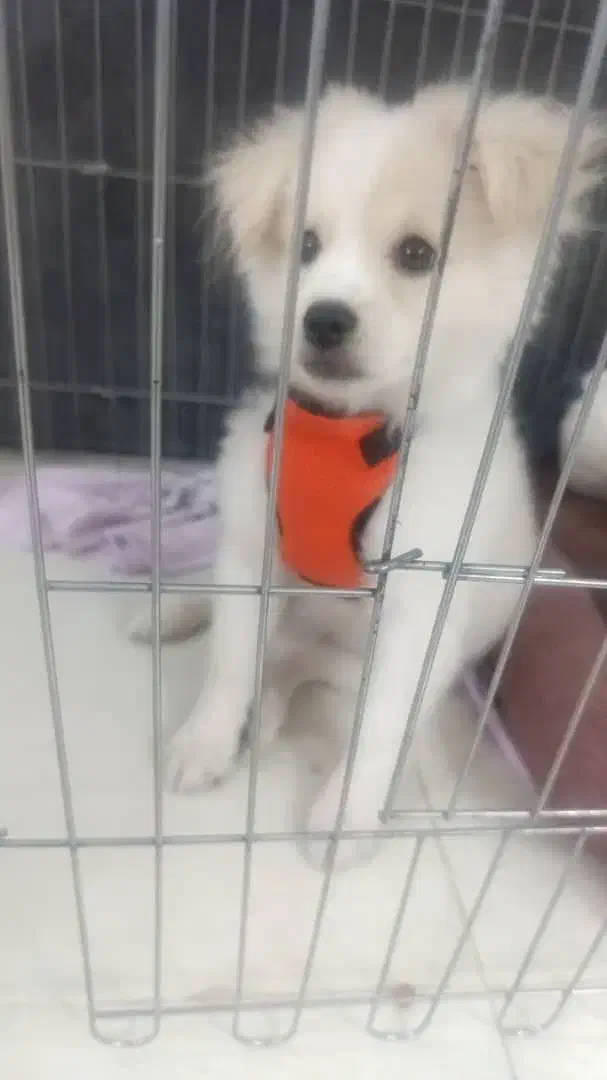 سگ پاکوتاه|سگ|یزد, |دیوار