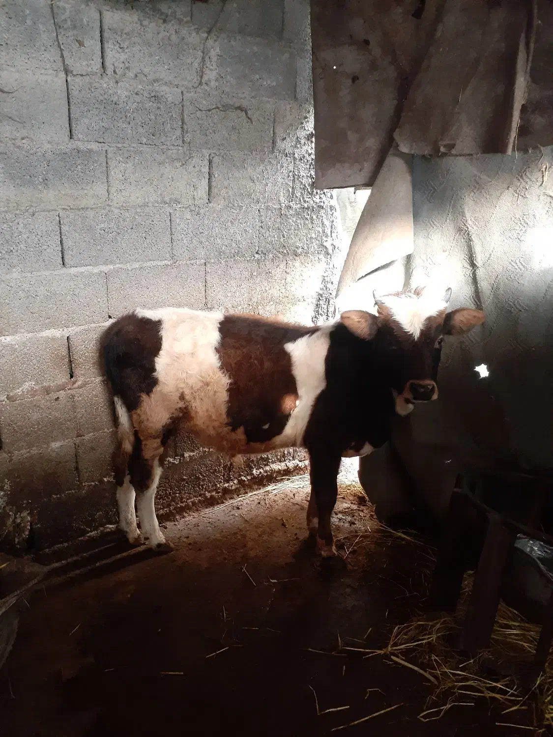 دوتاکلچه جوان خوشکل|حیوانات مزرعه|احمدسرگوراب, |دیوار