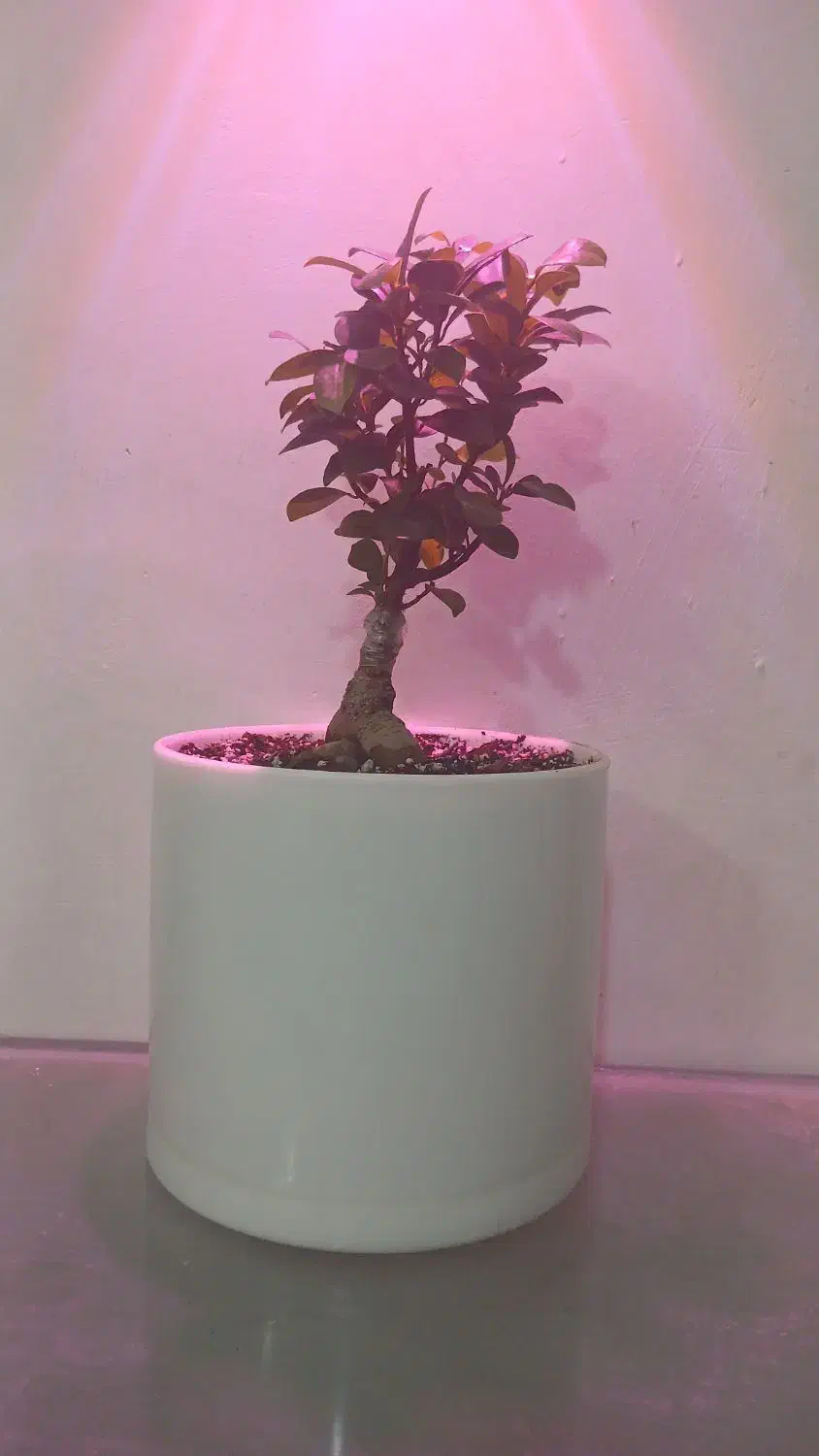 گل وگیاه|حراج|بجنورد, |دیوار