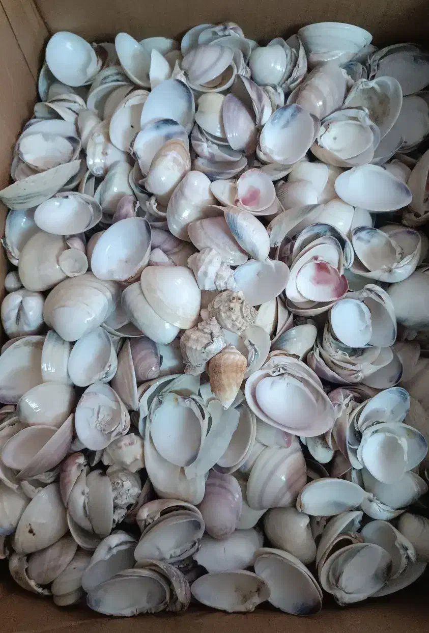 گوش ماهی|ماهی|شیراز, میانرود|دیوار