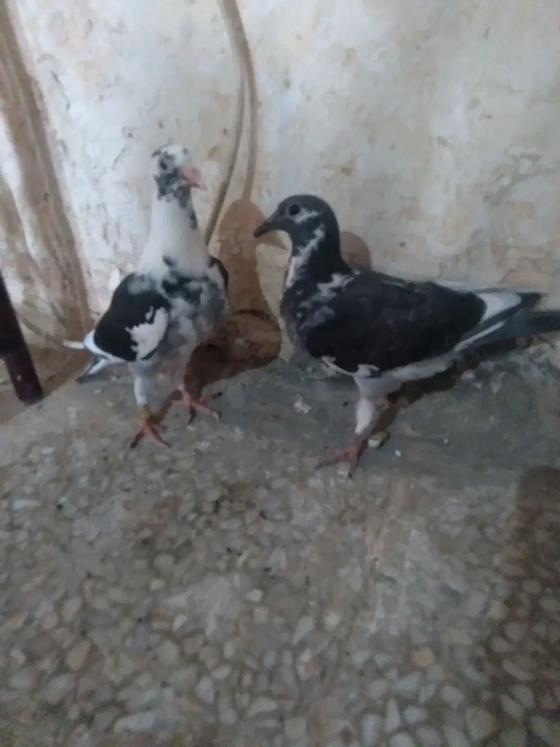 حراج|بدلیجات|زابل, |دیوار