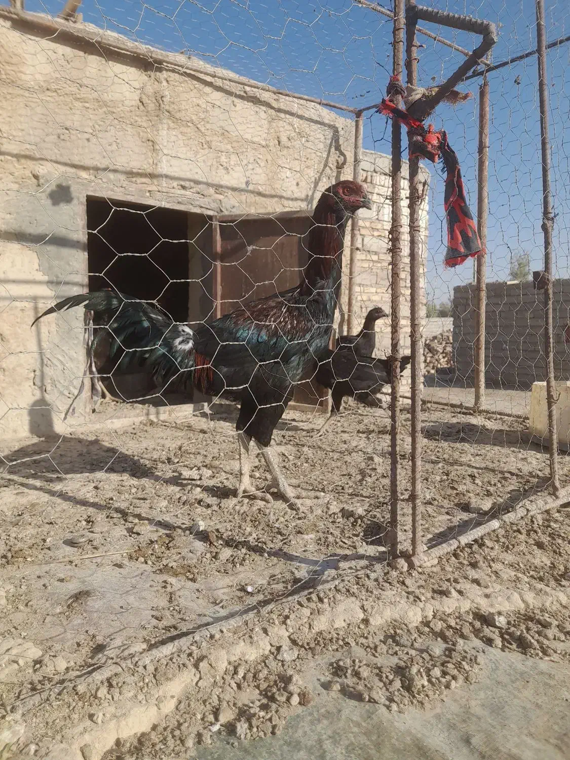 خروس لاری|حیوانات مزرعه|جزنیک, |دیوار