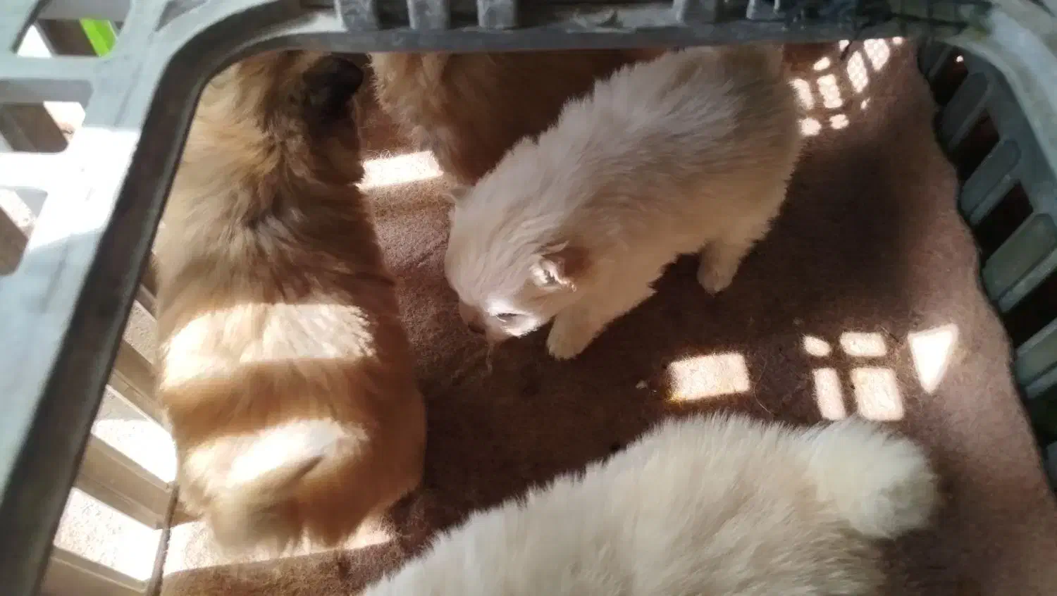 فروش سگ|سگ|لامرد, |دیوار