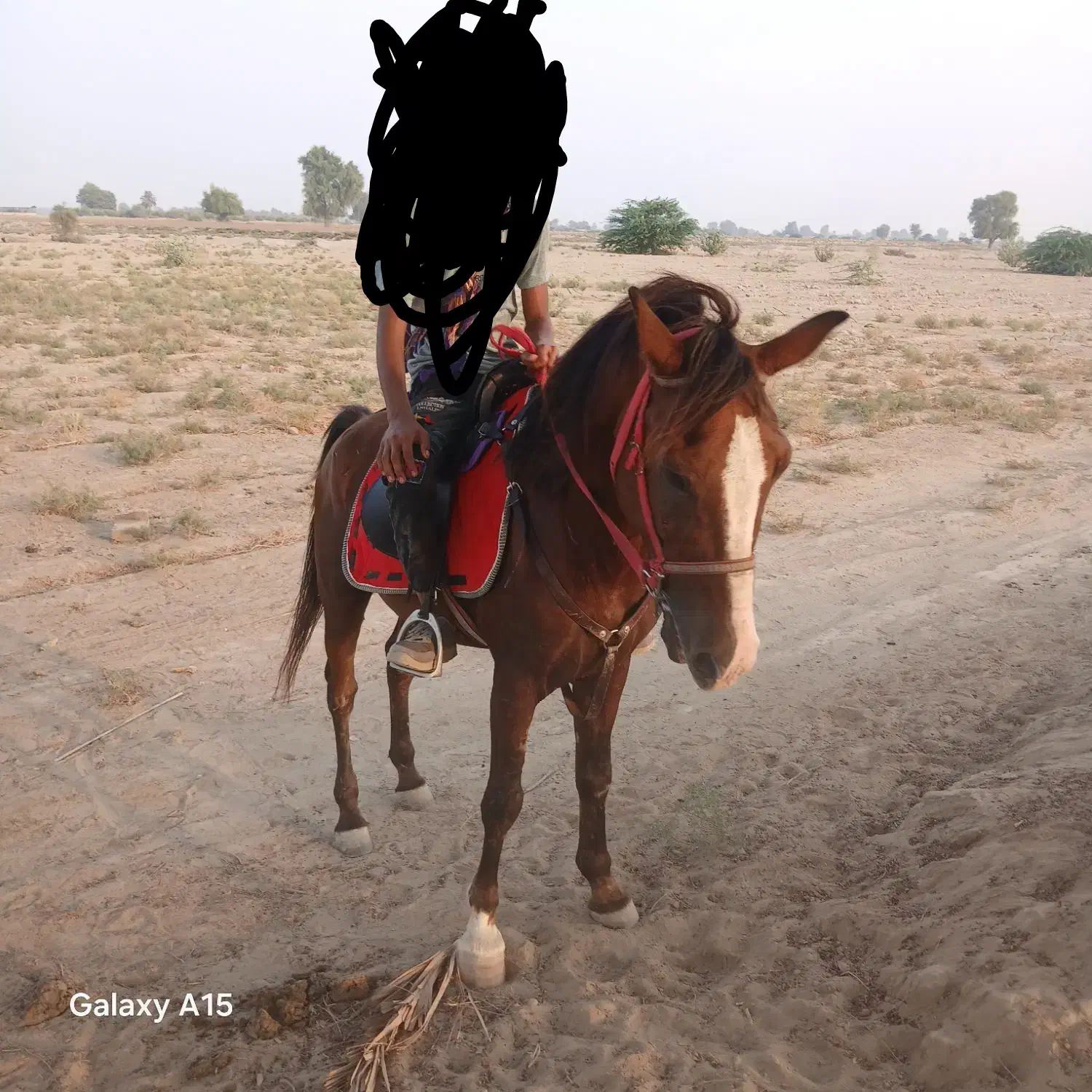 اسب|اسب و تجهیزات اسبسواری|میناب, |دیوار