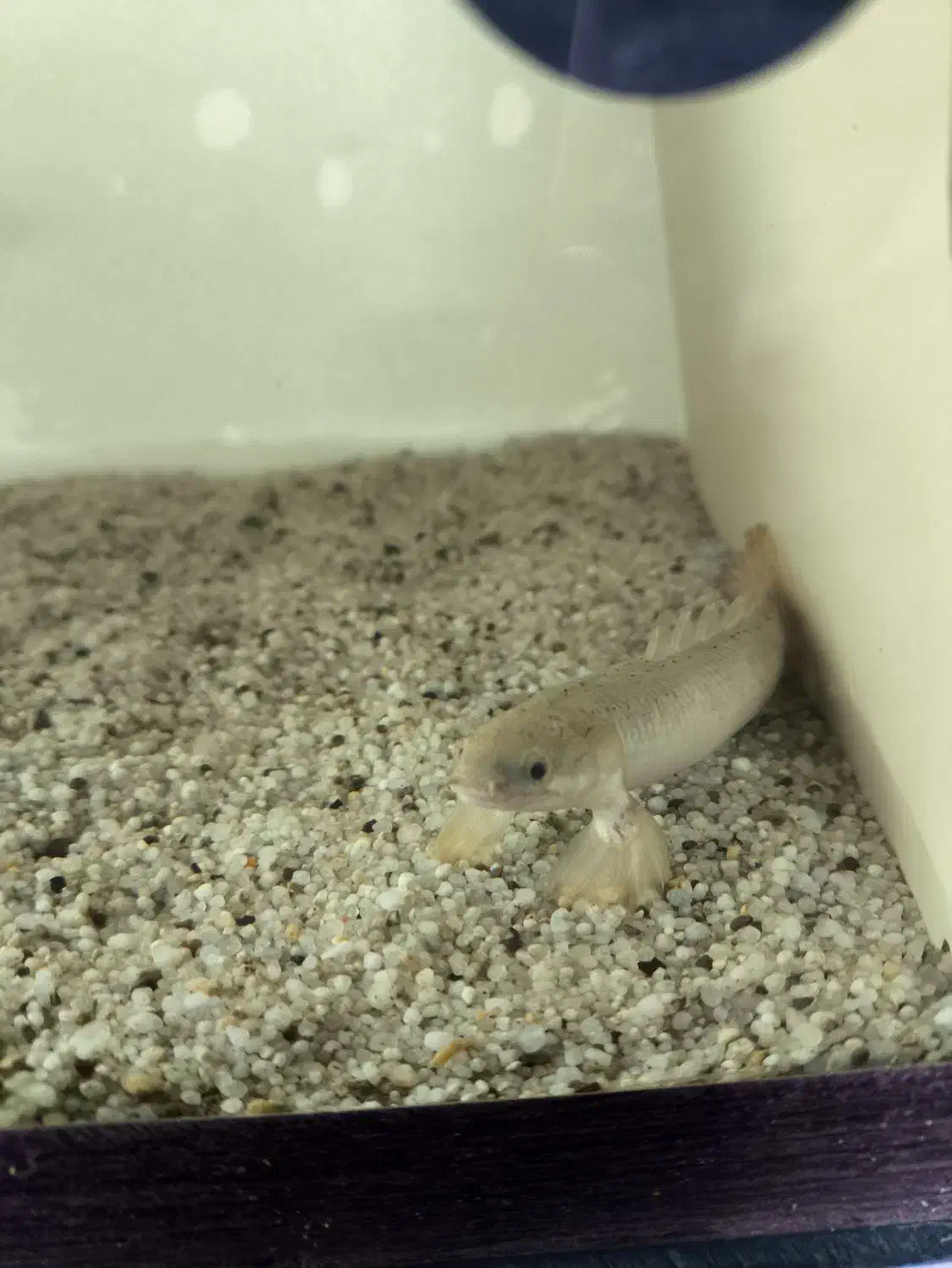 ماهی پولی معمولی|ماهی|یزد, |دیوار