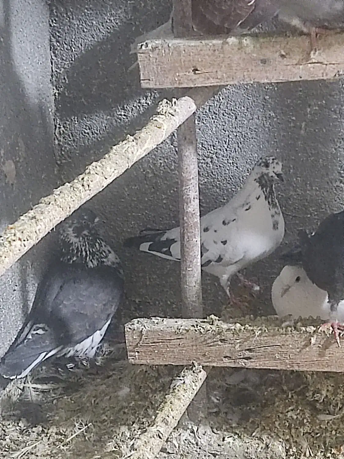 کبوتر درپرشی|پرنده|قم, زند آباد|دیوار