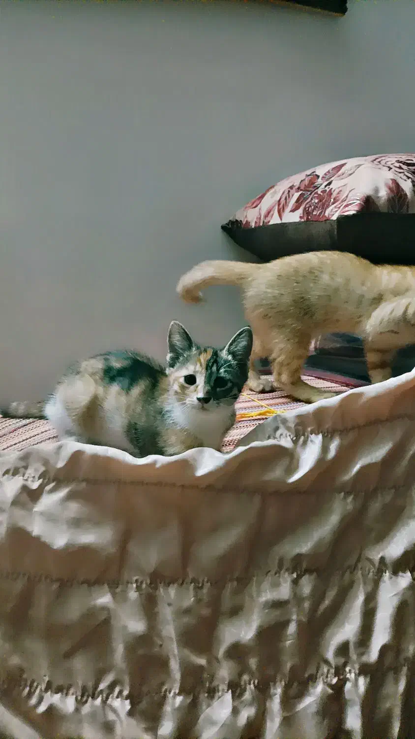 واگذاری بچه گربه رایگان|گربه|تربتحیدریه, بهزیستی|دیوار