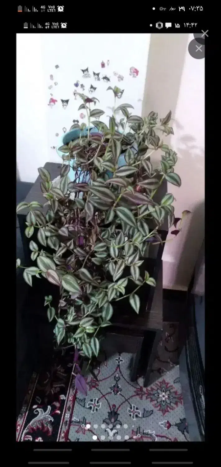 حراج گل (زیباشهر)|گل و گیاه طبیعی|محمدیه-قزوین, |دیوار