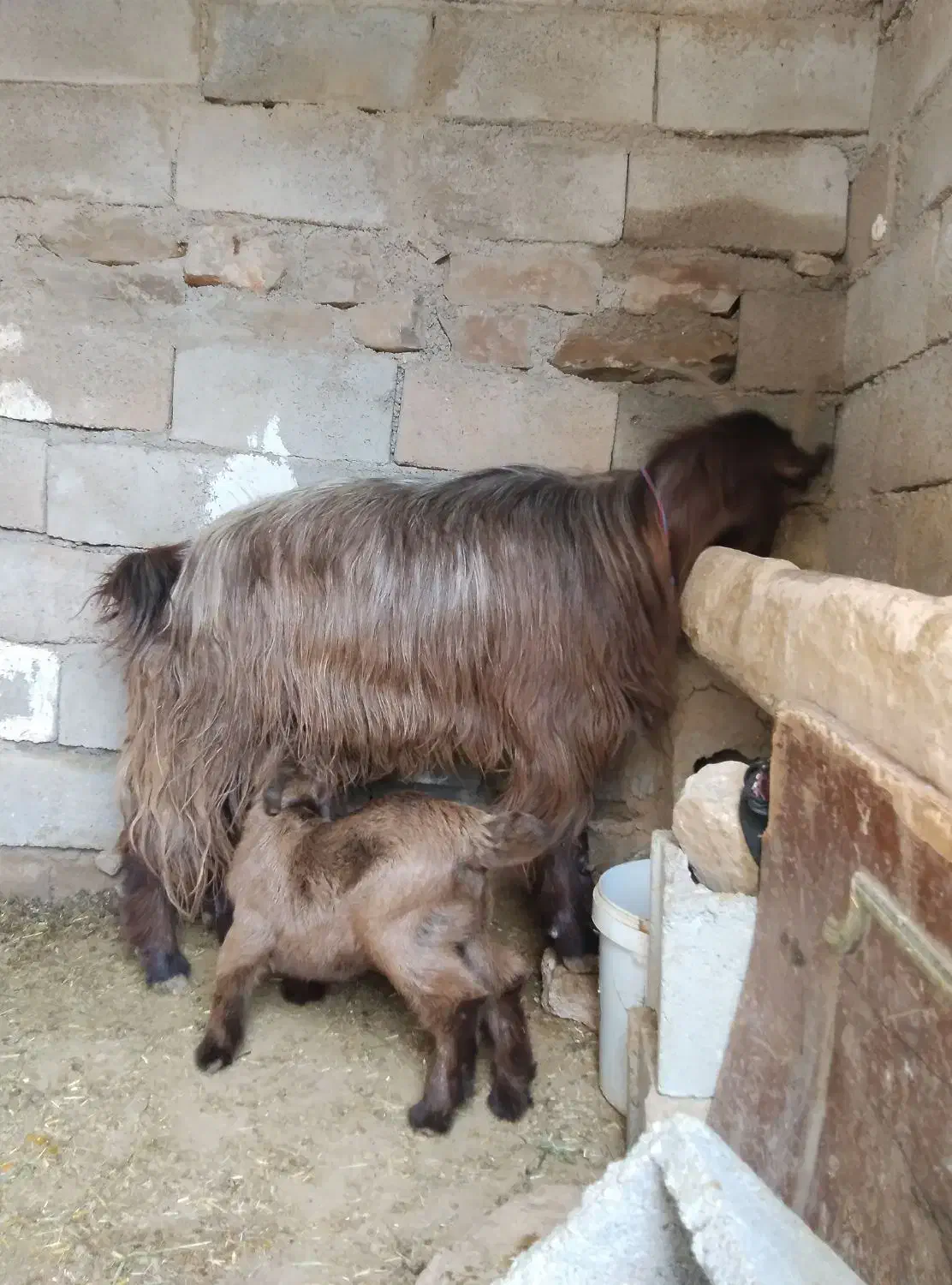 بز با بیگ|حیوانات مزرعه|اندیکا, |دیوار