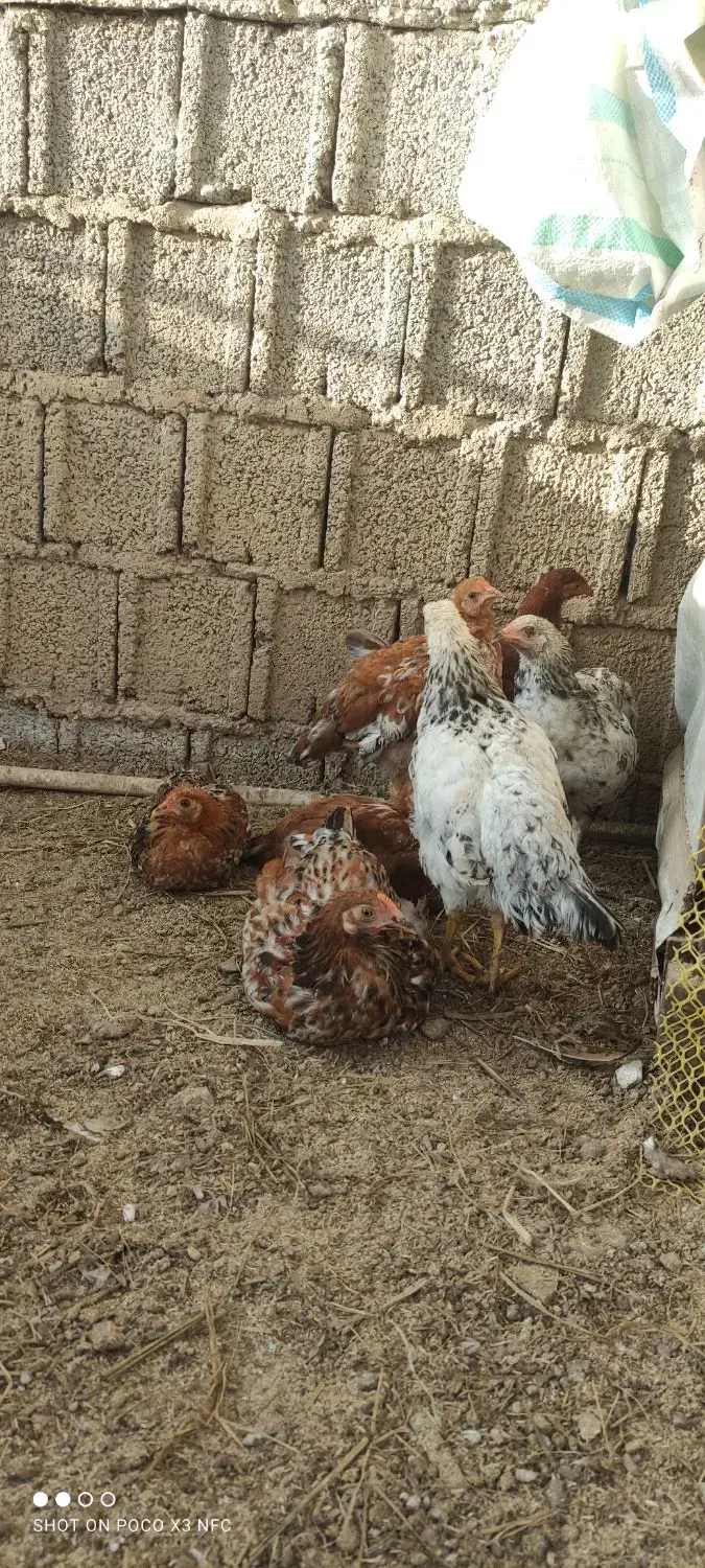 مرغ خروس نیمچه|حیوانات مزرعه|رشت, سیا اسطلخ|دیوار