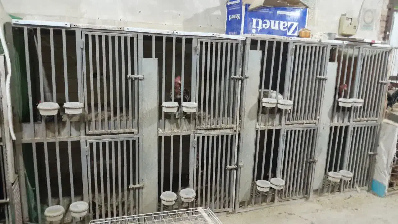 قفس|لوازم جانبی حیوانات|اردکان, |دیوار