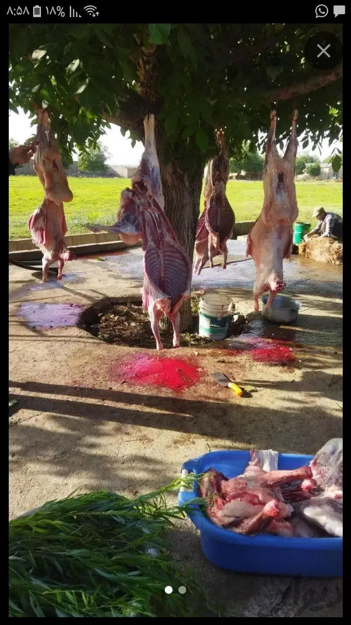 گوسفند زنده قربانی وخون وعقیقه|حیوانات مزرعه|قزوین, |دیوار