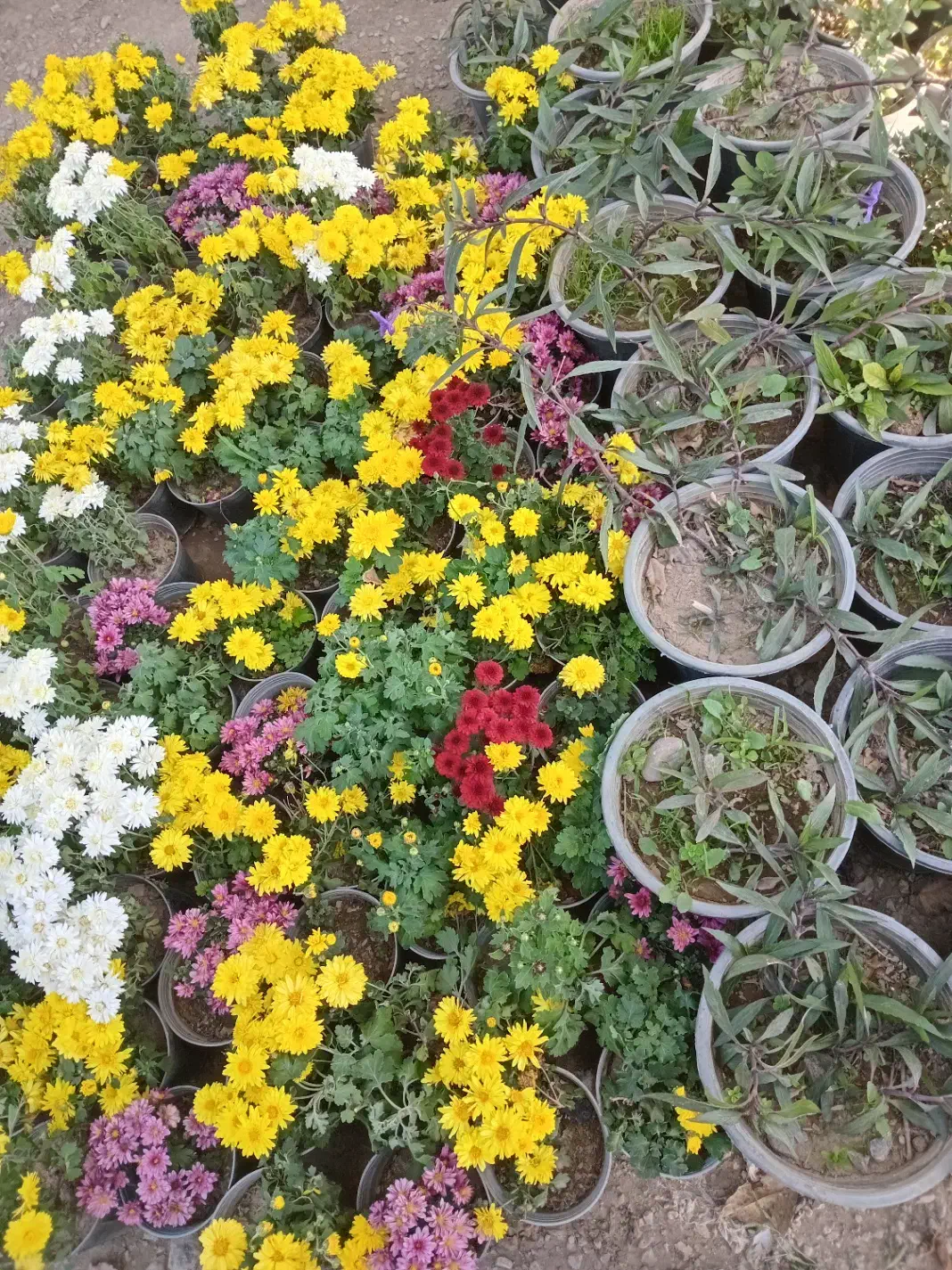 طبیعی جنگلی قورباغه ای راکتی نهال درخت گل و گیاه|گل و گیاه طبیعی|تهران, سید خندان (جلفا)|دیوار