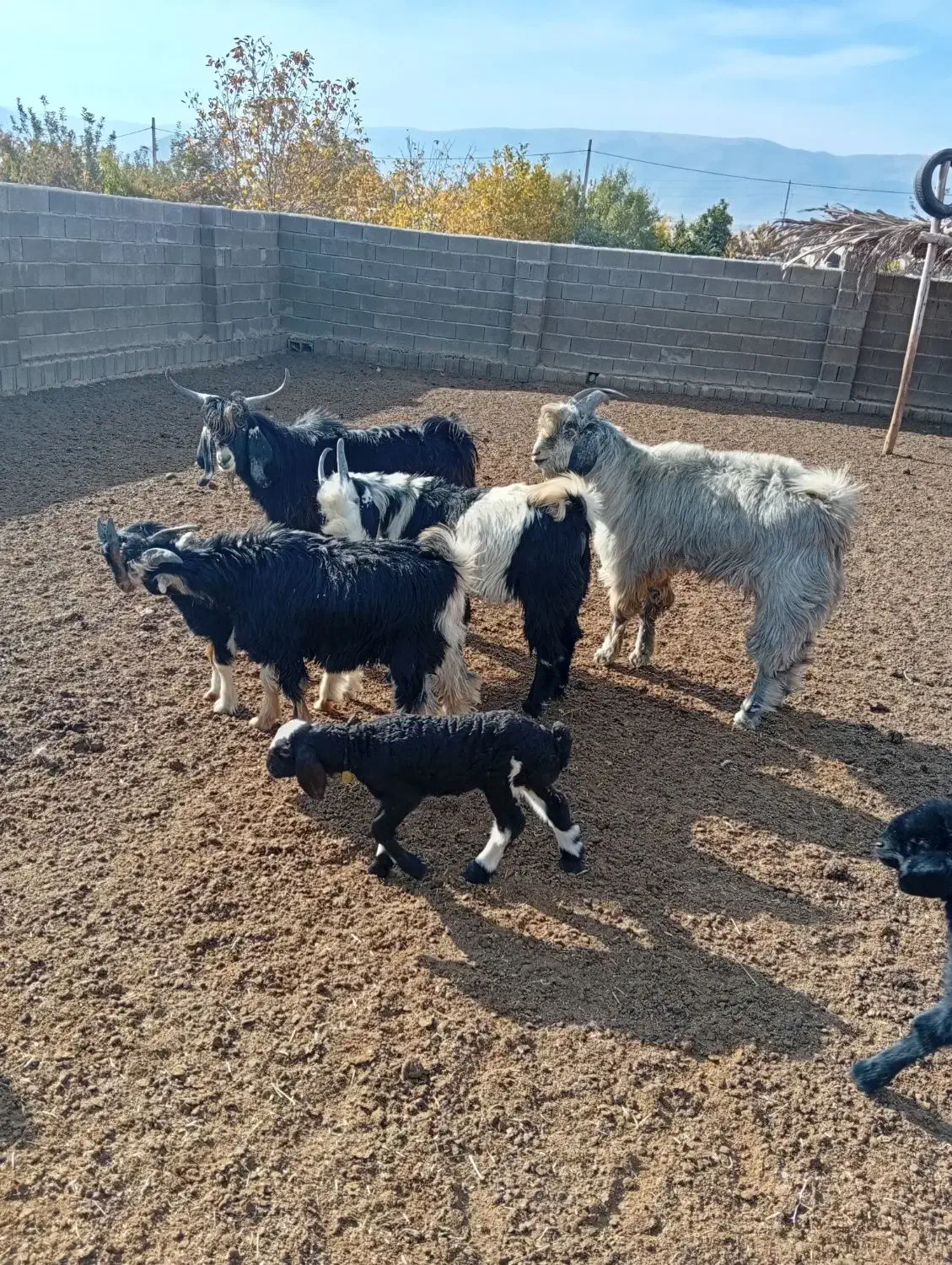 کهره نر فروشی قیمت 325000|حیوانات مزرعه|طسوج, |دیوار