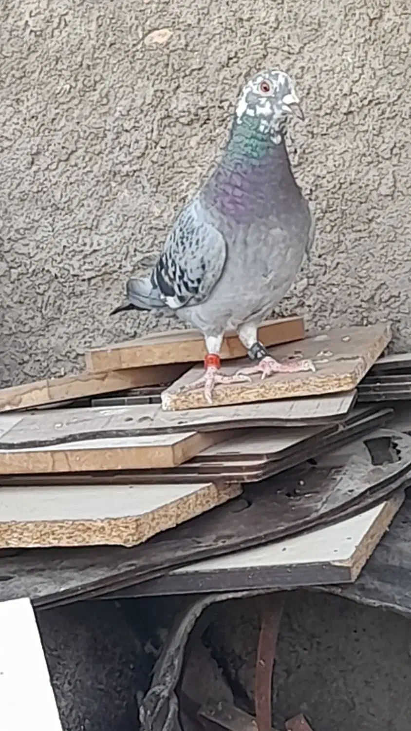 کبوتر گرفتنی پلاکی ماده معاوضه با کفتر معمولی|پرنده|قم, ولیعصر|دیوار