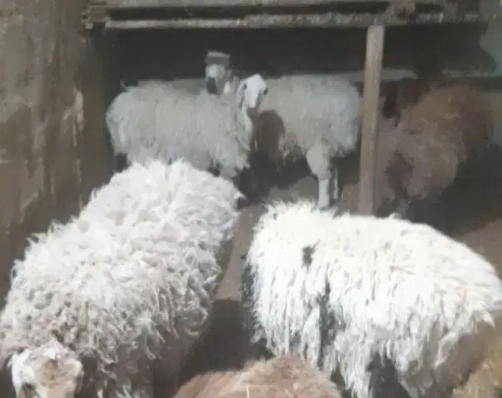 بره|حیوانات مزرعه|گناباد, |دیوار