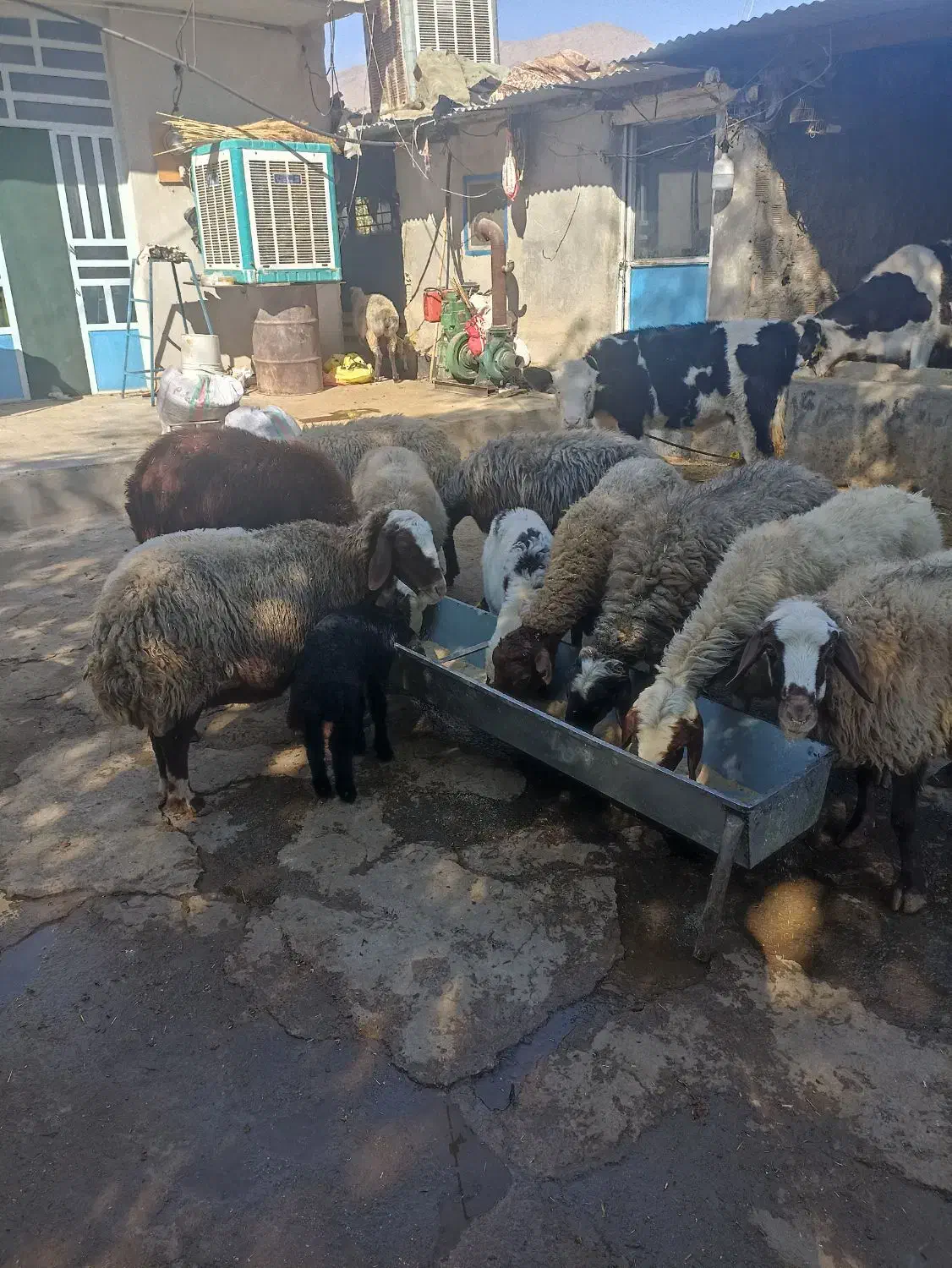 گوسفند(میش وبره)درخرم آباد|حیوانات مزرعه|کوهدشت, |دیوار