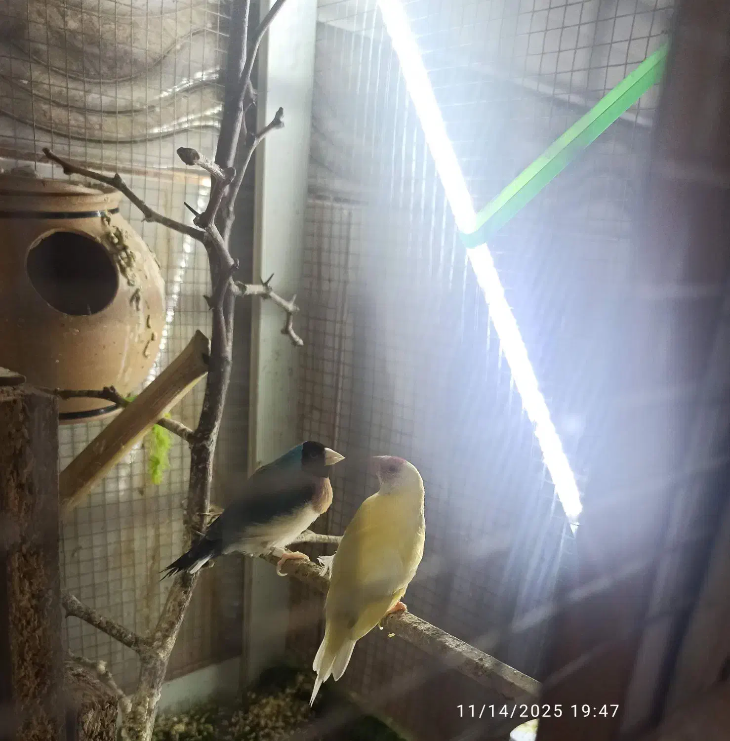 فنچ گلدین|پرنده|سراوان, |دیوار