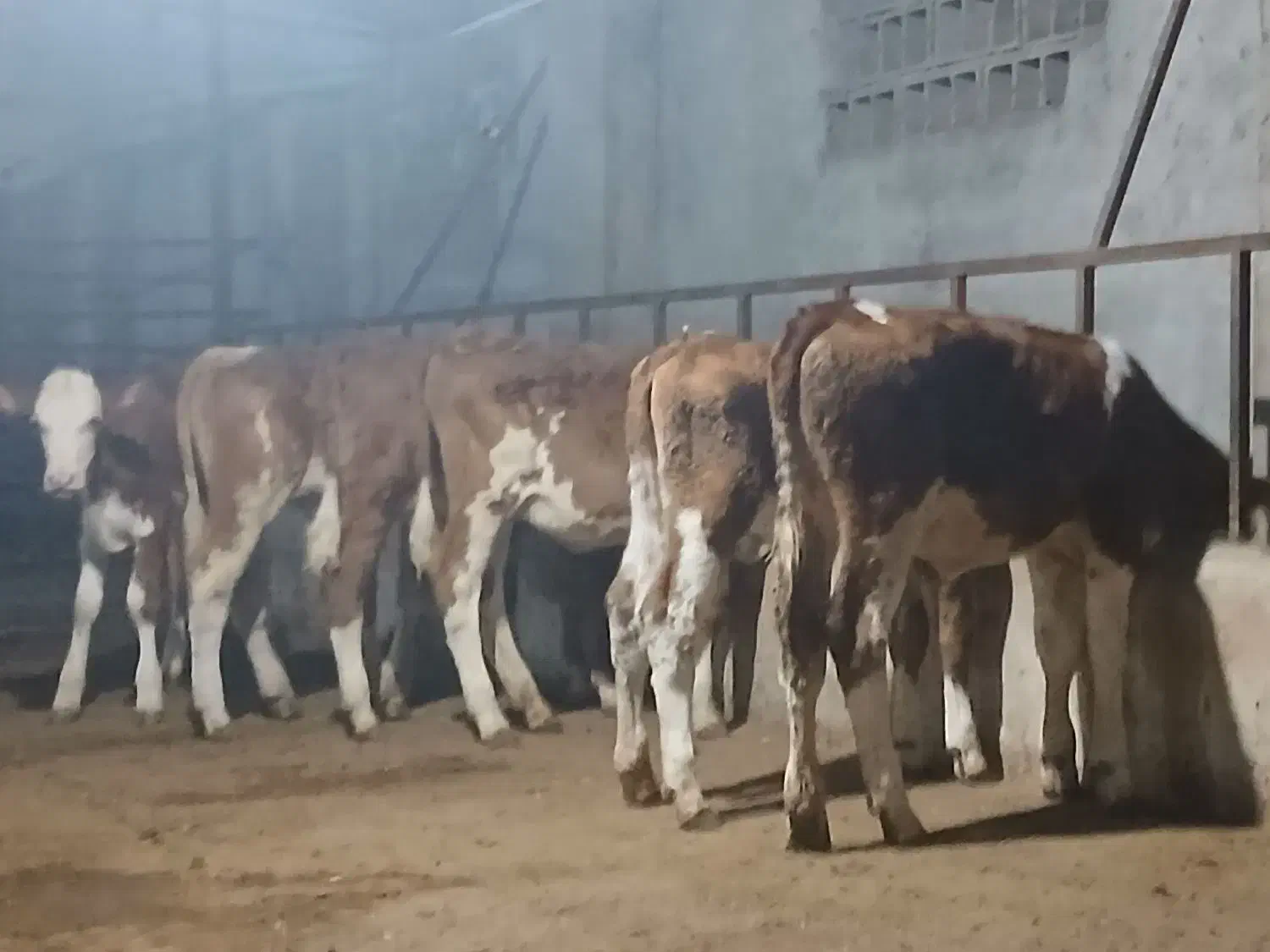 گاو وگوسال|حیوانات مزرعه|تهران, شهرک ولیعصر جنوبی|دیوار