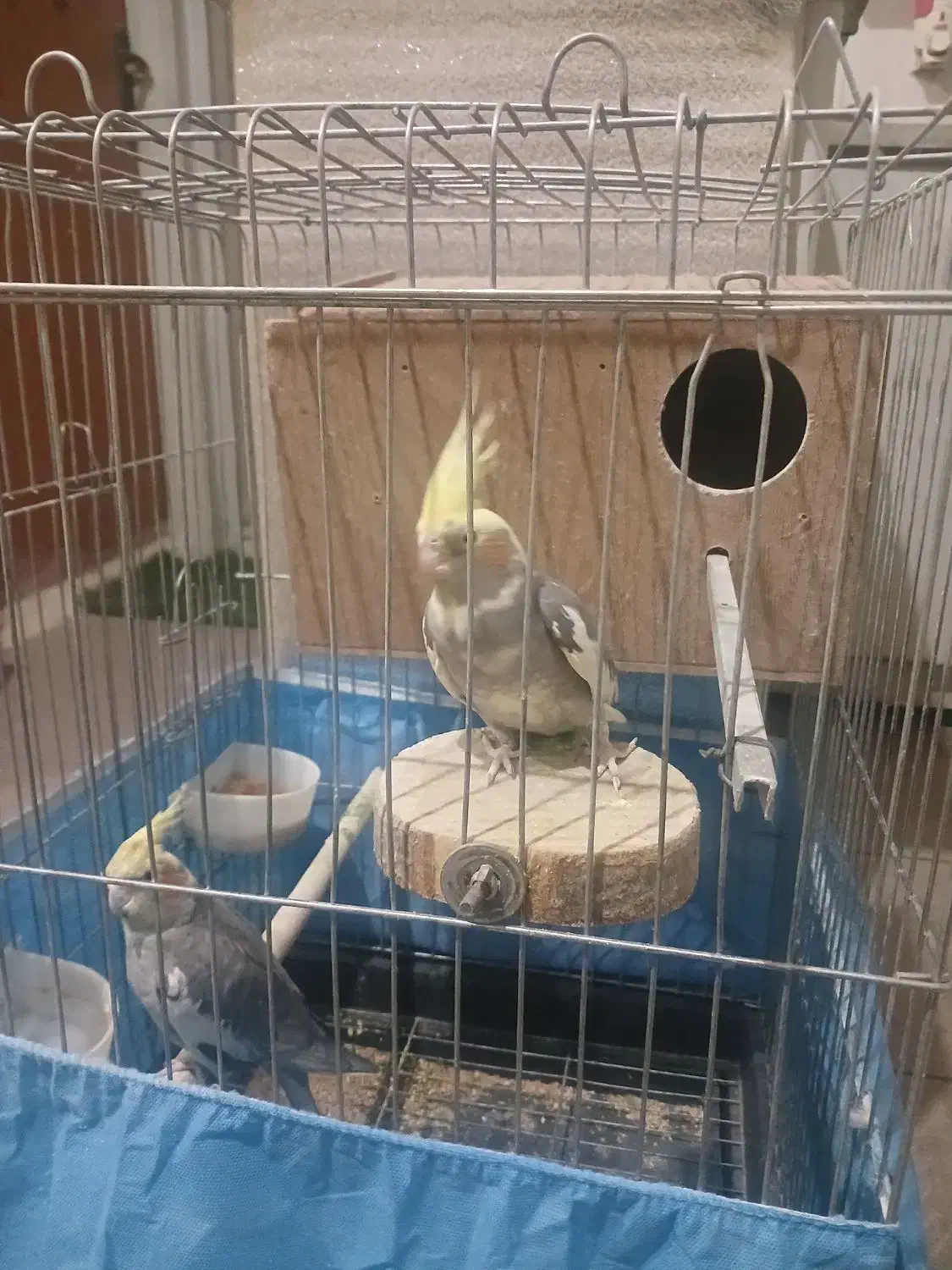 عروس هلندی|پرنده|اشتهارد, |دیوار