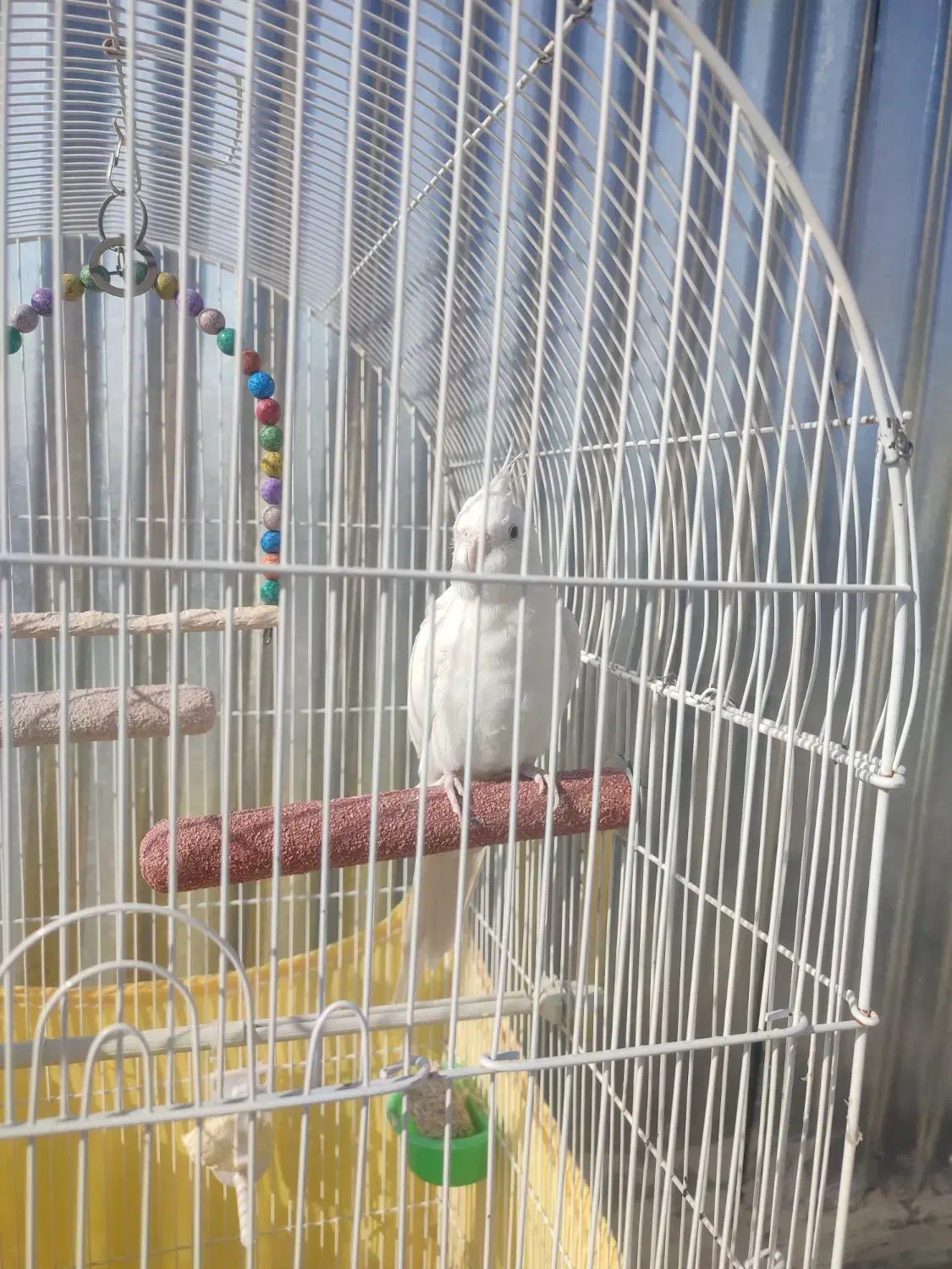 عروس هلندی آلبینو نر سخنگو|پرنده|گلبهار, شهر جدید گلبهار|دیوار