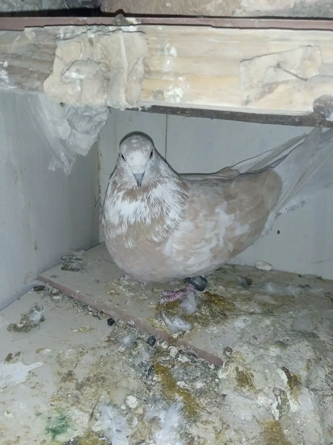 مرغ‌معاوضه‌کبوتر‌با.مرغ|پرنده|بابا حیدر, |دیوار