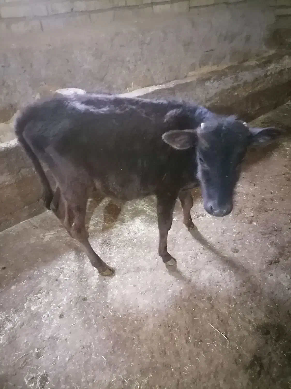 گوساله نر یک ساله|حیوانات مزرعه|روانسر, |دیوار