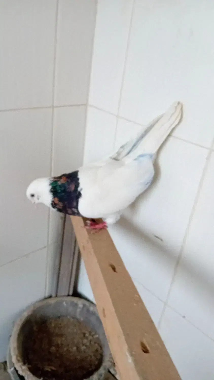 طوقی نر هفت رنگ شهریار رزکان استم|پرنده|شهریار, شهرک بهاران (ویره)|دیوار