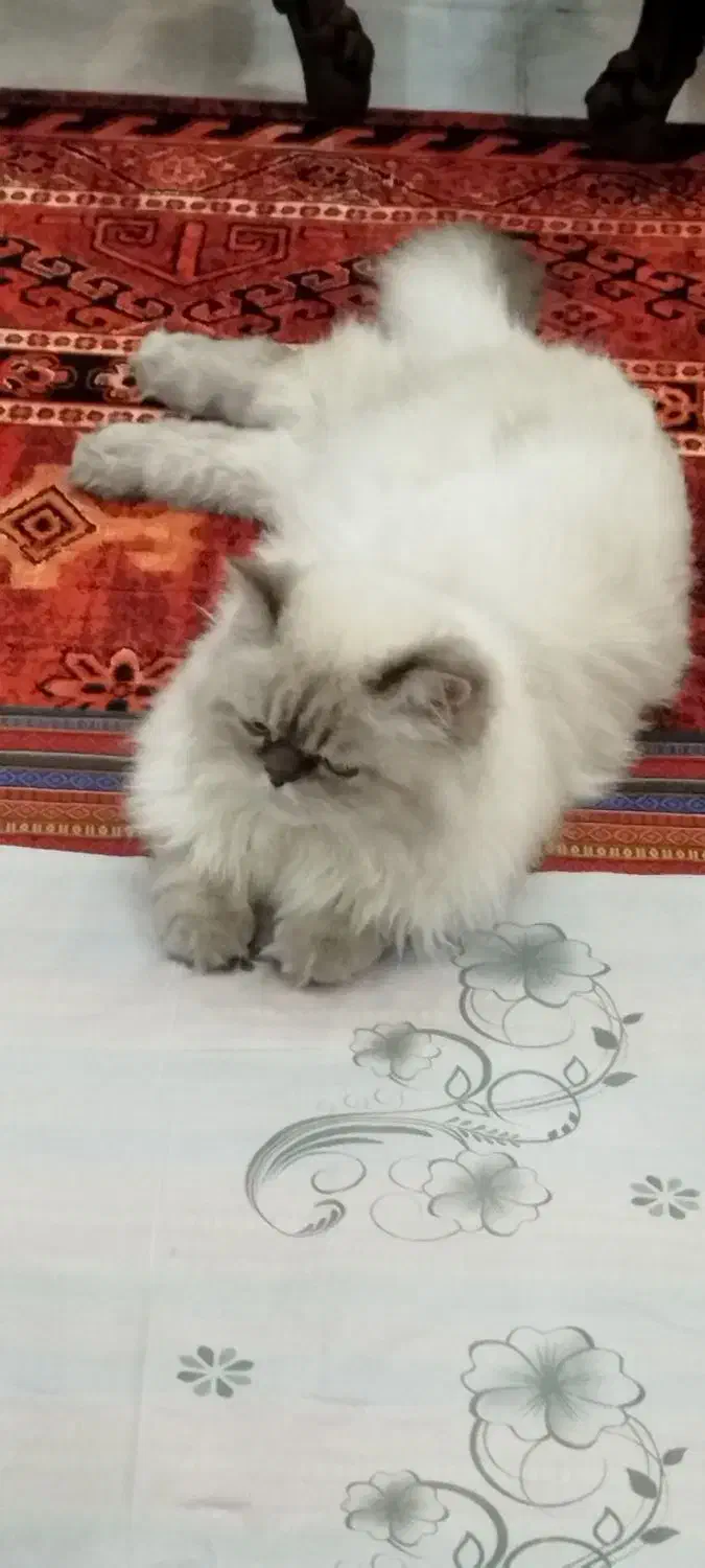 بریتیش نر اصیل و زیبا|گربه|فولادشهر, C8|دیوار